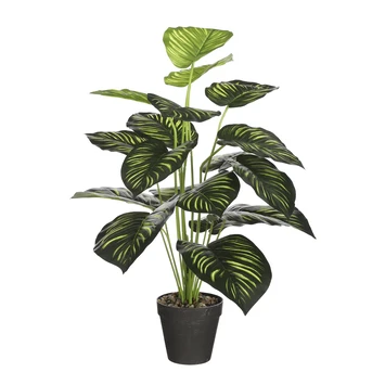 Caladium Groen In Pot 3 Caladium Groen In Pot